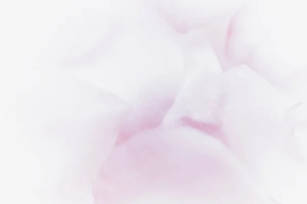 Крупним Планом Красиві Рожеві Троянди Пелюстки Фону — стокове фото