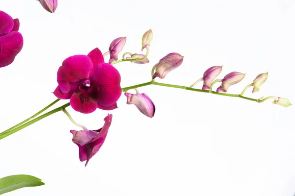 Beautiful Purple Orchid Flower Isolated White Background — Stock Photo, Image