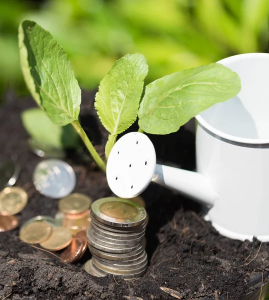 Investment Worth Attention Green Plant Grow Out Soil Golden Coins — Stock Photo, Image