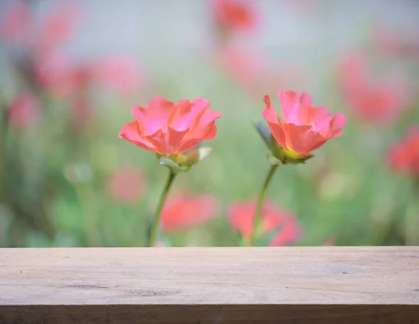 Деревянный Стол Маленьким Hogweed Pusley Красивые Цветы Фон Поля Ретро — стоковое фото