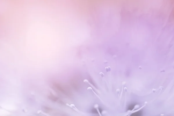 Close Beautiful Purple Pollen Petal Soft Background — Stock Photo, Image