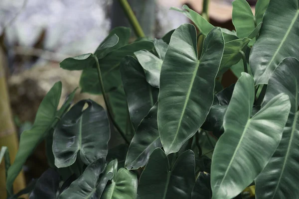 Philodendronの緑はテキストのためのコピースペースで背景を残します — ストック写真