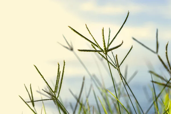 Cerca Hierba Verde Con Playa Naturaleza Fondo Borroso —  Fotos de Stock