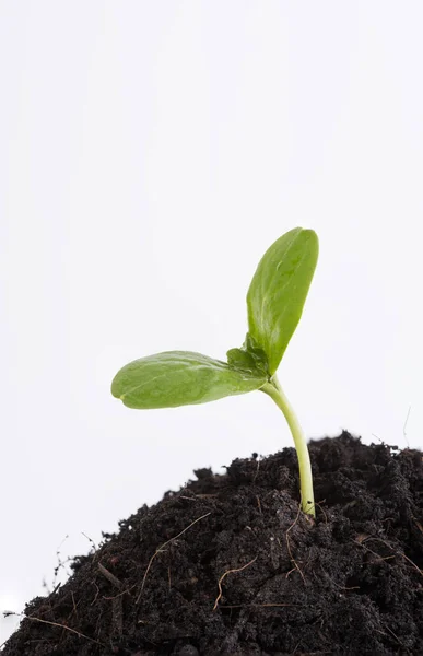 Neue Pflanze Wächst Aus Erde Isoliert Auf Weißem Hintergrund — Stockfoto