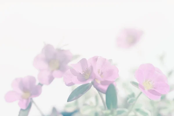 Prachtig Klein Bloemenveld Met Zachte Pastelkleurige Achtergrond Varkenswier Little Hogweed — Stockfoto