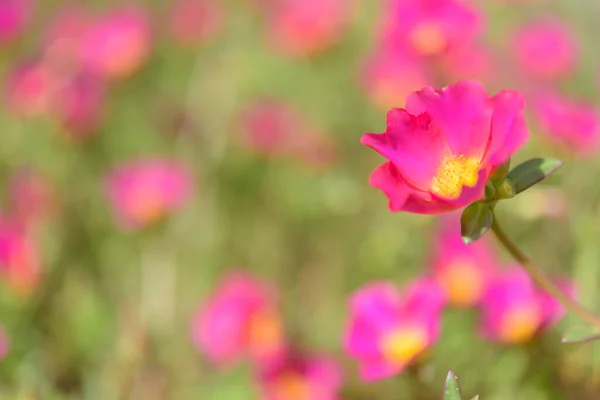 一般的なPurslane Verdolaga Pigweed Little Hogweed Pusley美しい花のフィールドの背景晴れた日に — ストック写真