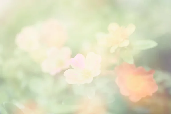 Чудове Рожеве Поле Яким Пастельним Тлом Сонячний День Common Purslane — стокове фото