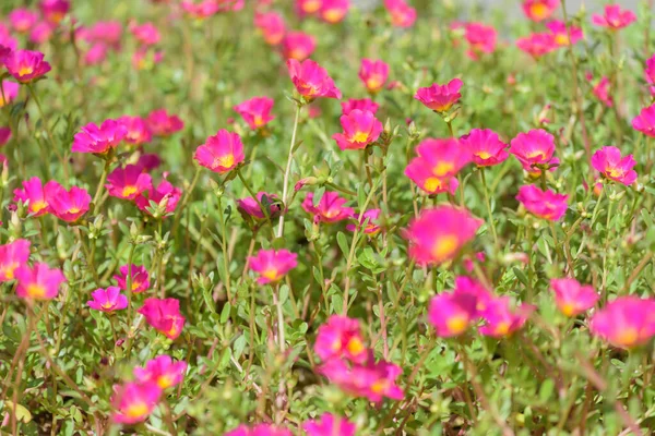 Common Purslane Verdolaga Pigweed Little Hogweed Pusley Beautiful Flowers Field — стоковое фото