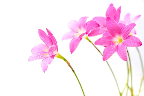 Beautiful Pink Rain Lily Flowers Isolated White Background — Stock Photo, Image