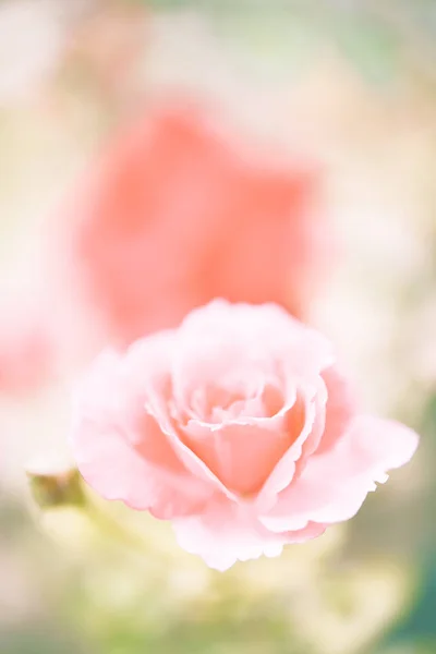 Vintage Rosa Flor Jardim Macio Fundo Pastel — Fotografia de Stock