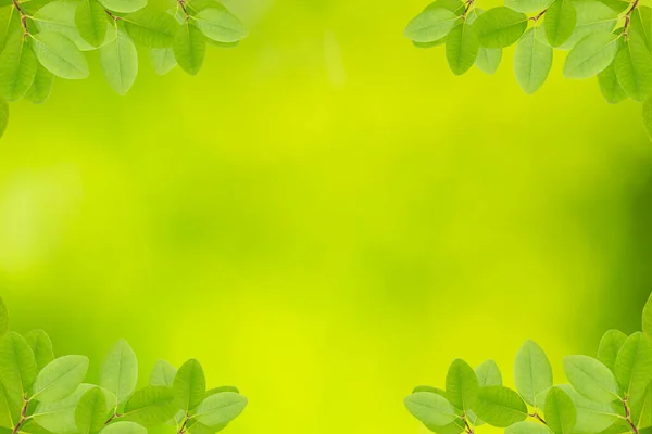Fresh Leave Branch Green Blurred Background — Stock Photo, Image