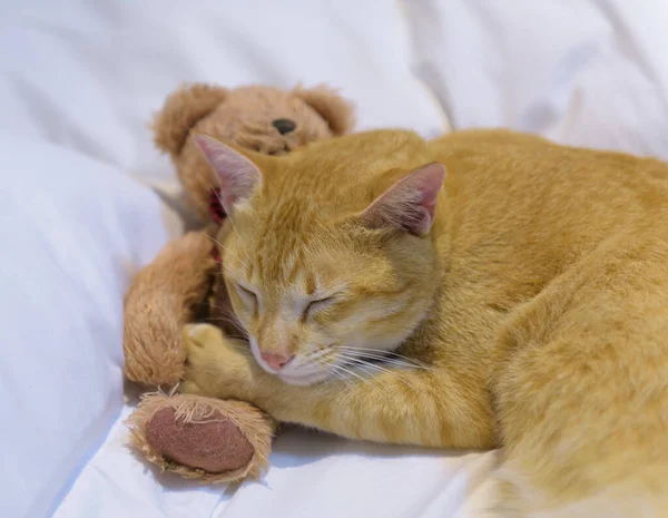 Μια Χαριτωμένη Γάτα Yelllow Ύπνο Λευκό Άνετο Κρεβάτι Αρκουδάκι — Φωτογραφία Αρχείου