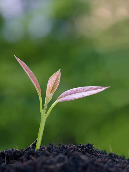 Success Business Young New Born Plant Growing Out Soil Sun — Stock Photo, Image