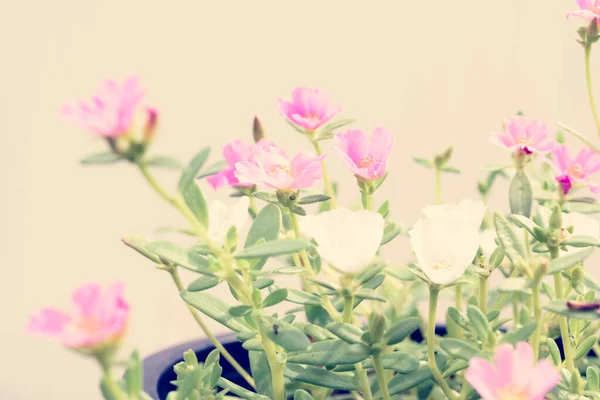 美しい共通Purslane Verdolaga Pigweed Little Hogweed Pusley花のフィールド晴れた日の柔らかい背景 レトロフィルター — ストック写真