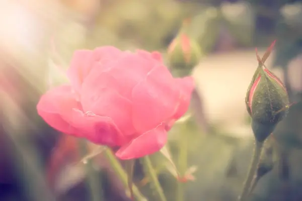 Beautiful Pink Rose Blurred Background Morning Light — Stock Photo, Image
