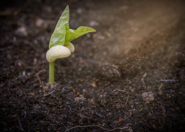 Cow Pea Sprout Soil Morning Sunlight Agriculture — стоковое фото