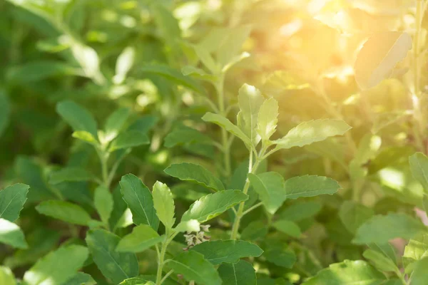 Holy Basil Ocimum Sanctum Green Garden Background Useful Thai Herbs — стоковое фото