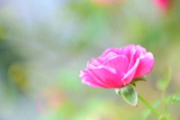 美しい赤いバラの花粉を庭の屋外の緑の背景に閉じます — ストック写真