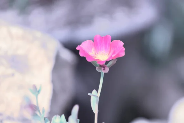 Purslane Verdolaga Pigweed Little Hogweed Pusley Güzel Çiçek Tarlası Arka — Stok fotoğraf