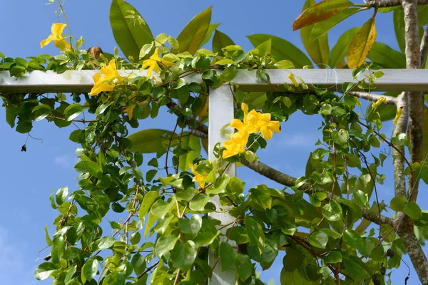 Metal fence with beautiful yellow flowers against summer blue sky background,Cat's Claw, Catclaw Vine, Cat's Claw Creeper plants