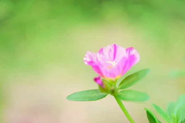 Hermoso Pequeño Campo Flores Color Rosa Con Fondo Verde Suave —  Fotos de Stock