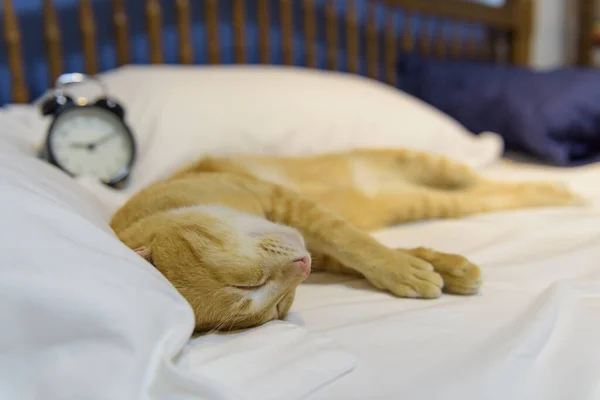 Μια Χαριτωμένη Κίτρινη Γάτα Κοιμάται Λευκό Άνετο Κρεβάτι — Φωτογραφία Αρχείου