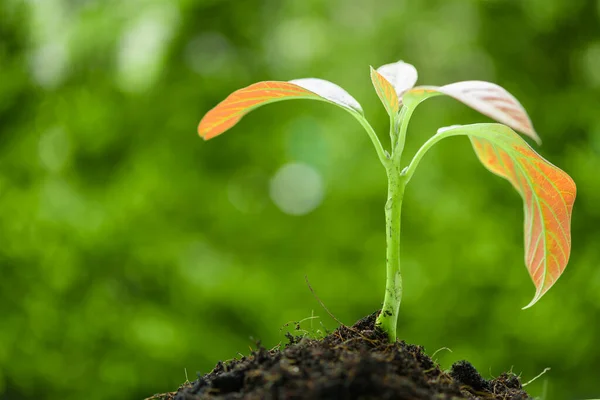 Success Business Young New Born Plant Growing Out Soil Sun — Stock Photo, Image