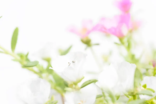 Mooie Gemeenschappelijke Purslane Verdolaga Varkenswier Little Hogweed Pusley Bloemen Veld — Stockfoto