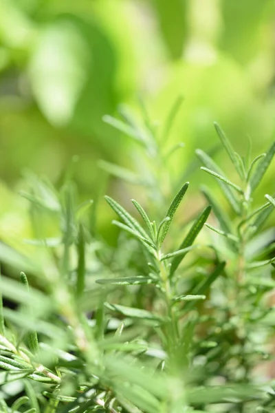 Fresh Rosmary Bunch Yellow Green Blurred Background — Stock Photo, Image