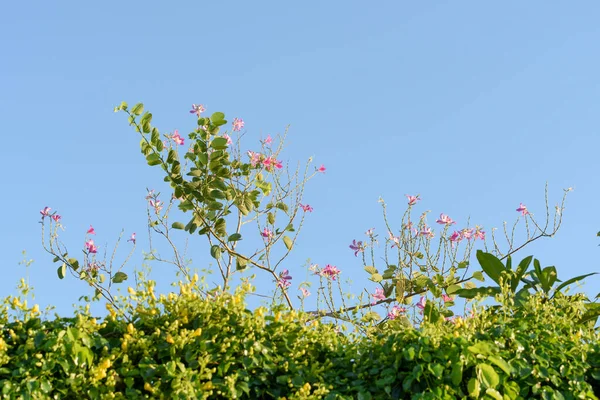 Vackra Rosa Bauhinia Blommor Hongkong Orkidé Träd Över Klarblå Himmel — Stockfoto