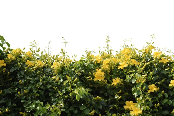クリッピングパス 猫爪クリーパーまたはBignoniaceaeと青い空の背景に美しい黄色の花のツリー — ストック写真
