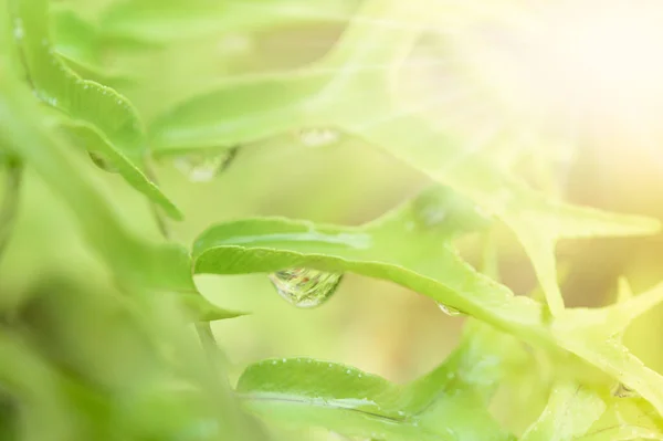 Abstrct Defocused Waterdrop Colorful Green Yellow Fern Leaf Blurred Bokeh — Stock Photo, Image