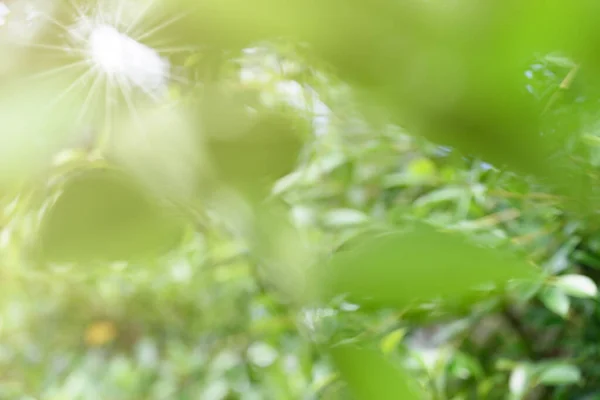 Abstrct Defocused Waterdrop Colorful Green Yellow Fern Leaf Blurred Bokeh — Stock Photo, Image