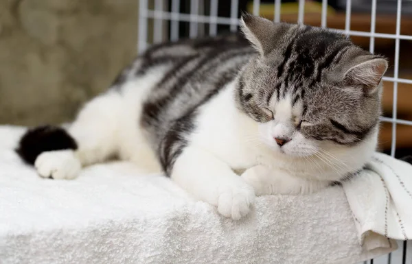 Blanco Negro Lindo Gato Dormir Acogedor Blanco Paño — Foto de Stock