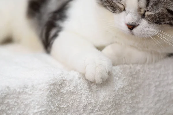 Preto Branco Bonito Gato Dormir Aconchegante Pano Branco — Fotografia de Stock