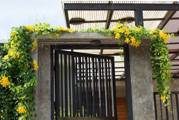 青空の背景に金属製のフェンスのドアの上に緑の葉を持つ美しい黄色の花 Catclaw Vine Cat Claw Creeper植物 — ストック写真