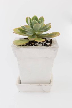 Green succulent plants in vintage white pot on white background clipart