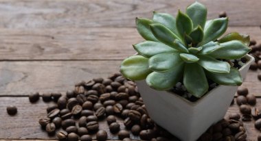 Antika beyaz demlikte sulu bitkiler ve ahşap arka planda kavrulmuş kahve çekirdekleri.