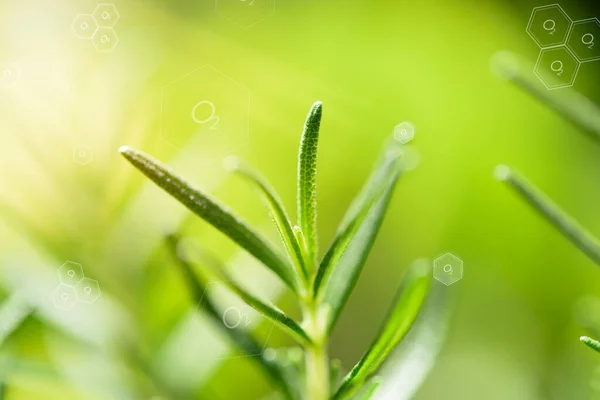Природный Свежий Зеленый Лист Кислород Значок Размытом Фоне Окружающая Среда — стоковое фото