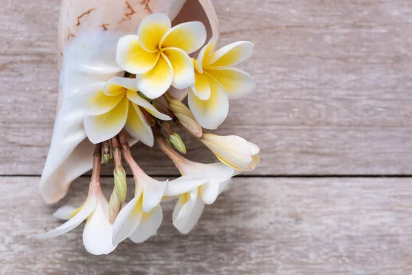 Beautiful Tropical Frangipani Plumeria Spa Flower Set Sea Shell Vase — Stock Photo, Image