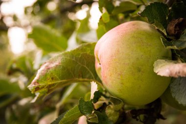 Olgun bir elma ağaçta