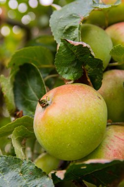 Ağaçta olgun elmalar