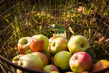 Olgun elmalar sepette