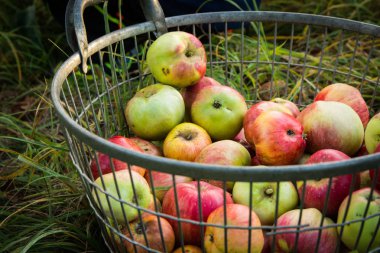 Olgun elmalar sepette