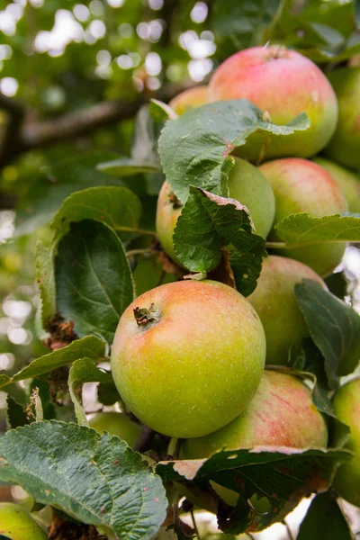 Ağaçta olgun elmalar