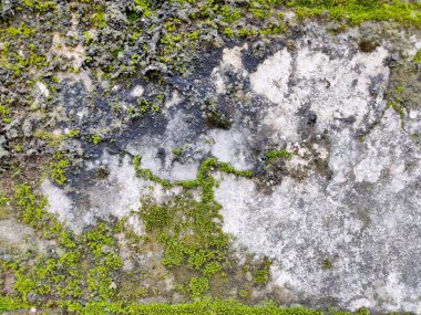 Doku arkaplanı için duvar tuğlası üzerine yakın plan yeşil yosun.