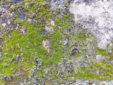 Doku arkaplanı için duvar tuğlası üzerine yakın plan yeşil yosun.