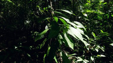 Güzel yeşil ağaç Tayland ormanlarında doğal.