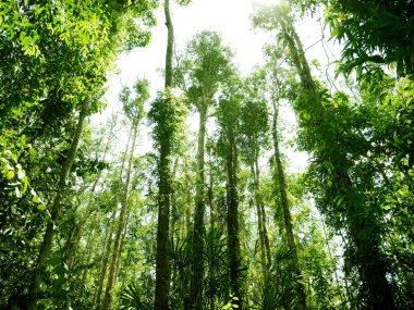 Güzel yeşil ağaç Tayland ormanlarında doğal.