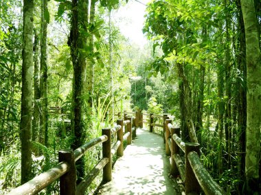 Güzel yeşil ağaç Tayland ormanlarında doğal.